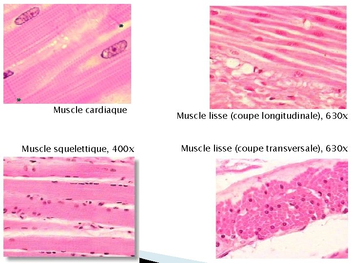 Muscle cardiaque Muscle squelettique, 400 x Muscle lisse (coupe longitudinale), 630 x Muscle lisse