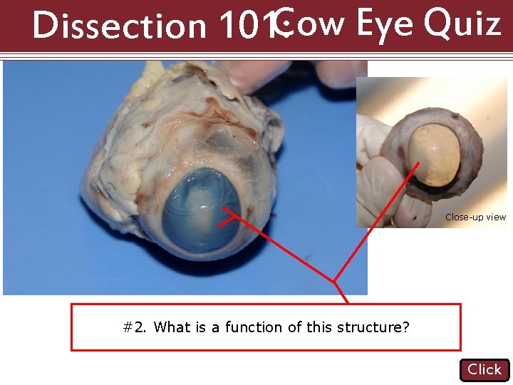 Dissection 101: Cow Eye Quiz Close-up view #1. Name the structure #2. What is