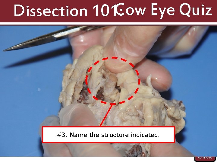 Dissection 101: Cow Eye Quiz #3. Name the structure indicated. Click 