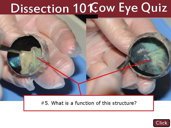 Dissection 101: Cow Eye Quiz #4. Name the structure indicated. #5. What is a