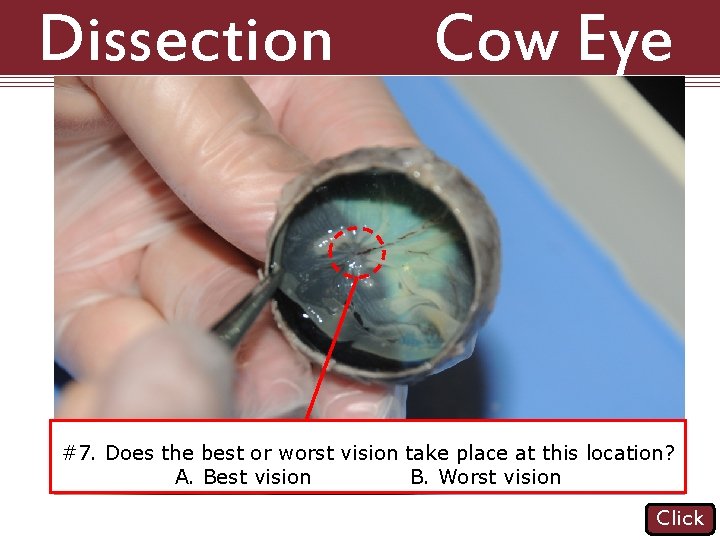 Dissection 101: Cow Eye #7. Does the best or worst vision take place at