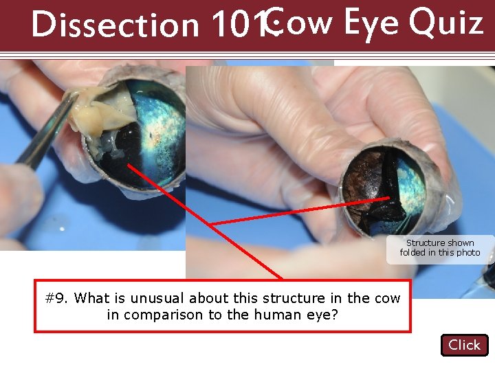 Dissection 101: Cow Eye Quiz Structure shown folded in this photo #9. What #8.