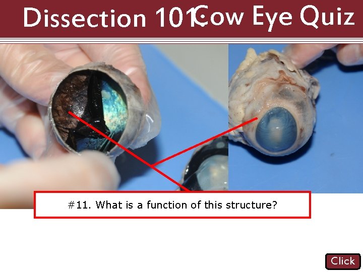 Dissection 101: Cow Eye Quiz #11. is the a function of this structure? #10.