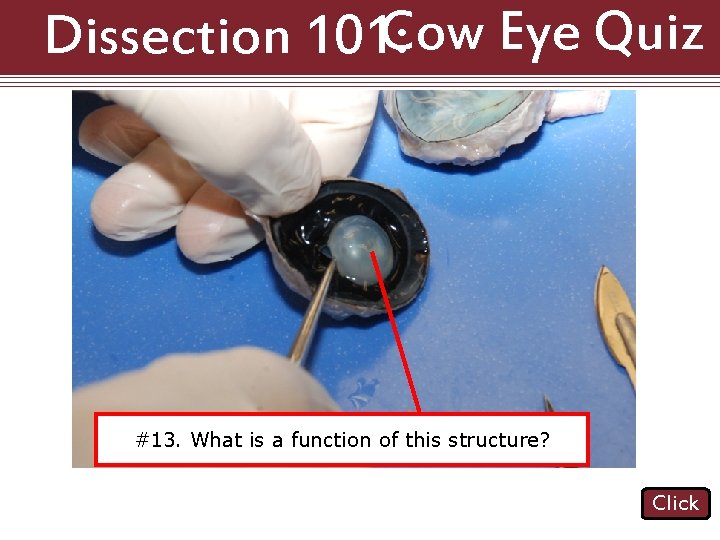 Dissection 101: Cow Eye Quiz #12. Name structure indicated. #13. What is athe function