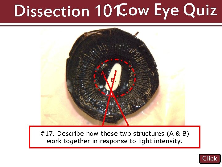 Dissection 101: Cow Eye Quiz A. B. #17. Describe how these two (A &