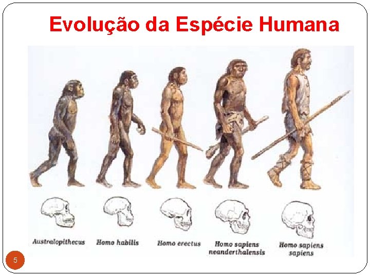 Evolução da Espécie Humana 5 