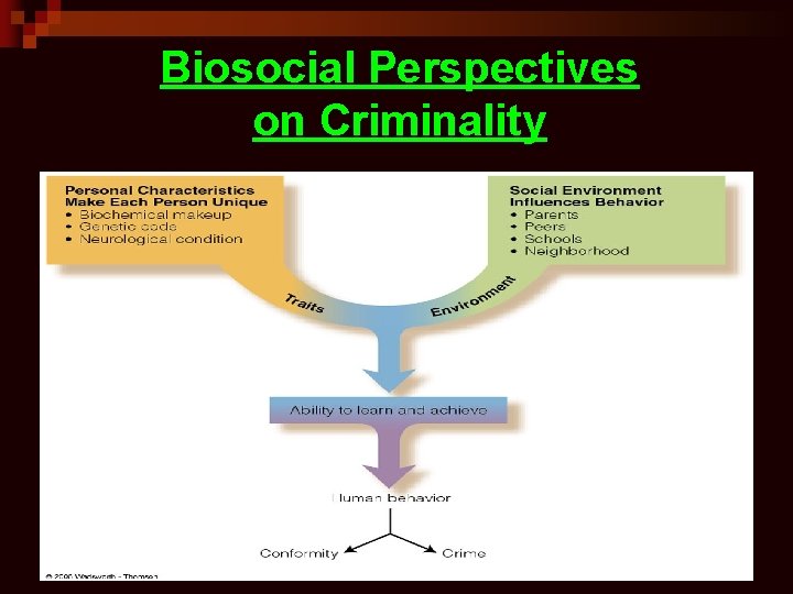 Biosocial Perspectives on Criminality 