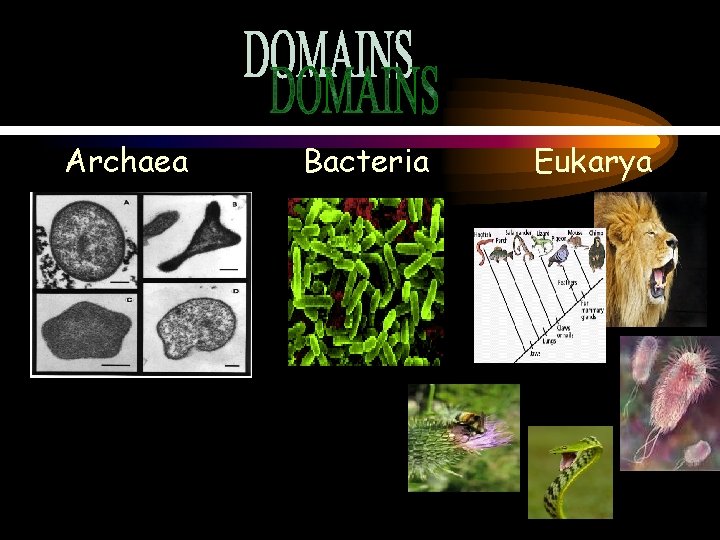 Archaea Bacteria Eukarya 