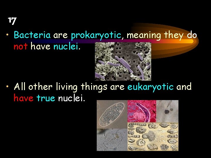 17 • Bacteria are prokaryotic, meaning they do not have nuclei. • All other