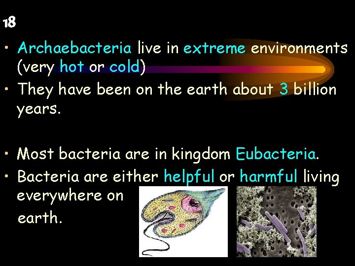 18 • Archaebacteria live in extreme environments (very hot or cold) • They have