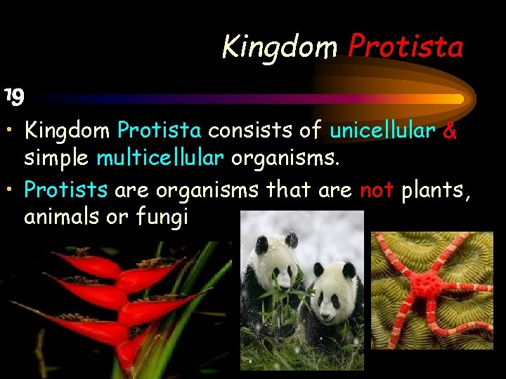 Kingdom Protista 19 • Kingdom Protista consists of unicellular & simple multicellular organisms. •