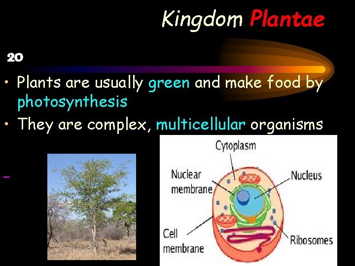 Kingdom Plantae 20 • Plants are usually green and make food by photosynthesis •