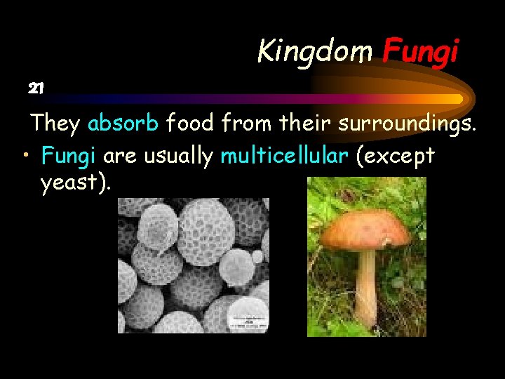 Kingdom Fungi 21 They absorb food from their surroundings. • Fungi are usually multicellular