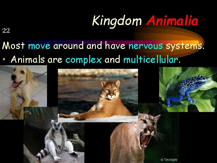 22 Kingdom Animalia Most move around and have nervous systems. • Animals are complex