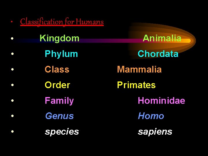  • Classification for Humans • Kingdom Animalia • Phylum • Class Mammalia •