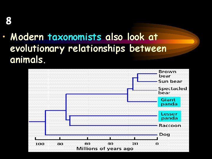 8 • Modern taxonomists also look at evolutionary relationships between animals. 