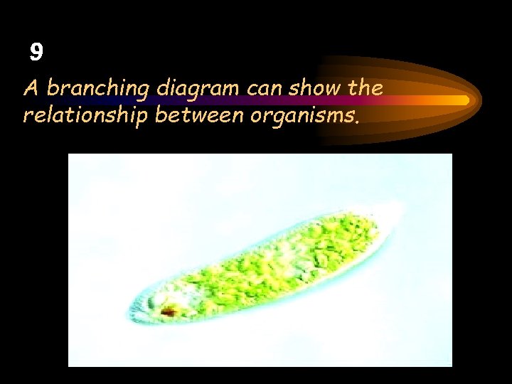 9 A branching diagram can show the relationship between organisms. 