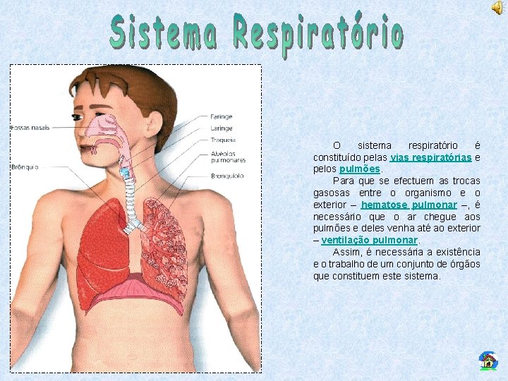 O sistema respiratório é constituído pelas vias respiratórias e pelos pulmões. Para que se