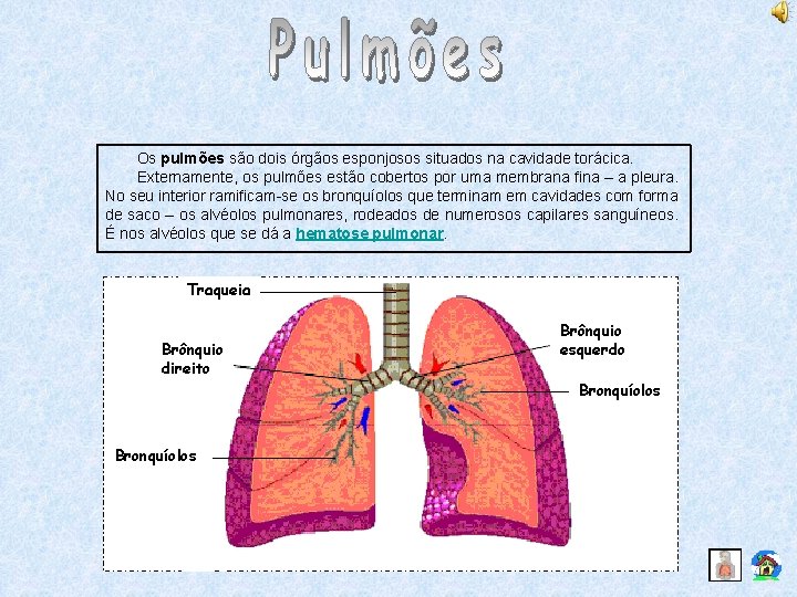 Os pulmões são dois órgãos esponjosos situados na cavidade torácica. Externamente, os pulmões estão