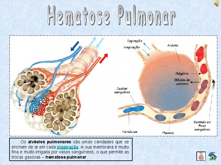 Os alvéolos pulmonares são umas cavidades que se enchem de ar em cada inspiração.