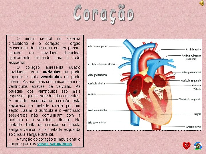 O motor central do sistema circulatório é o coração – órgão musculoso do tamanho