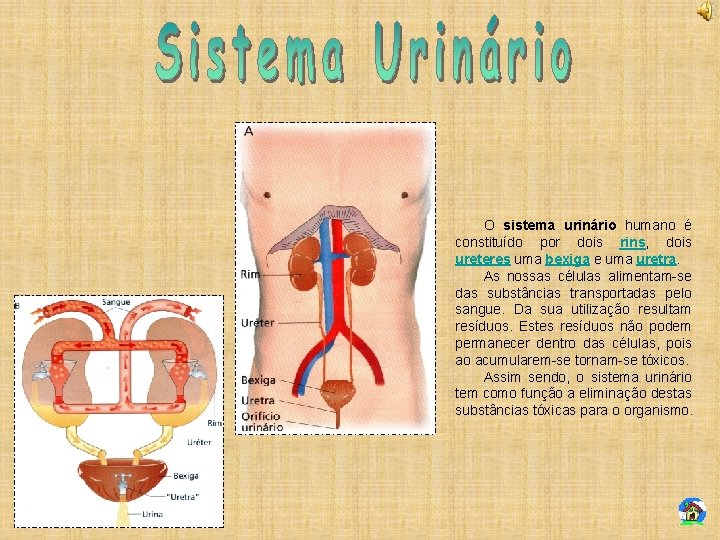 O sistema urinário humano é constituído por dois rins, dois ureteres uma bexiga e