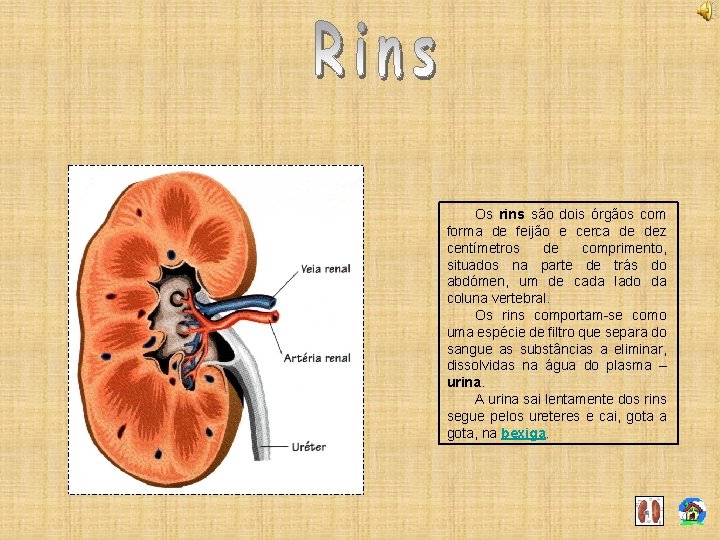 Os rins são dois órgãos com forma de feijão e cerca de dez centímetros