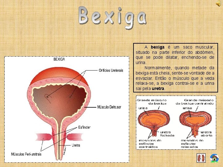 A bexiga é um saco muscular, situado na parte inferior do abdómen, que se