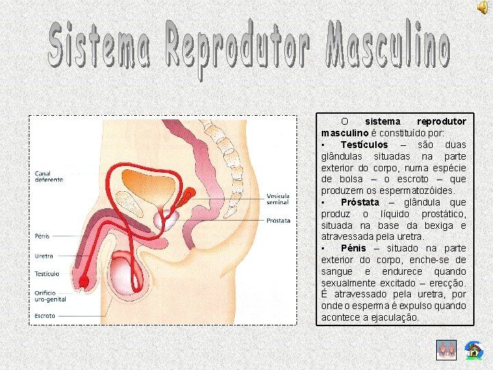 O sistema reprodutor masculino é constituído por: • Testículos – são duas glândulas situadas
