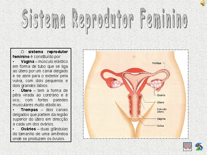 O sistema reprodutor feminino é constituído por: • Vagina – músculo elástico em forma