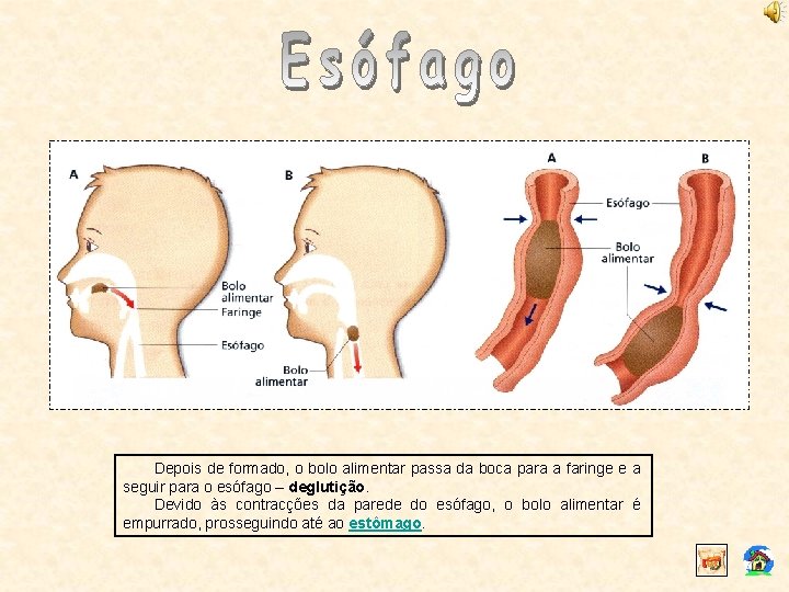 Depois de formado, o bolo alimentar passa da boca para a faringe e a
