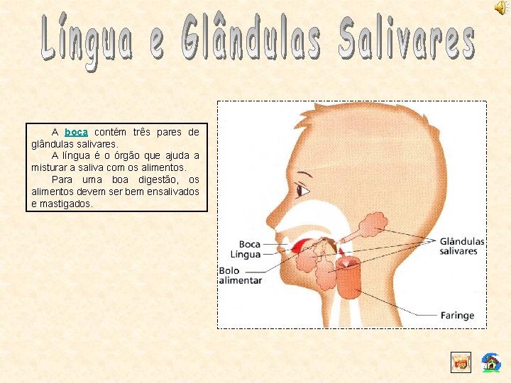 A boca contém três pares de glândulas salivares. A língua é o órgão que