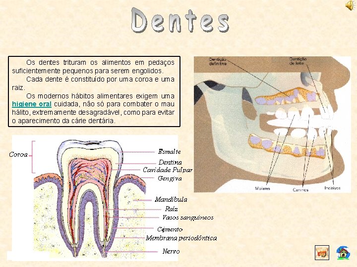 Os dentes trituram os alimentos em pedaços suficientemente pequenos para serem engolidos. Cada dente