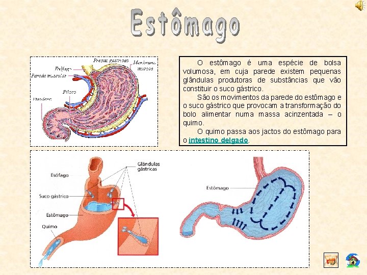 O estômago é uma espécie de bolsa volumosa, em cuja parede existem pequenas glândulas