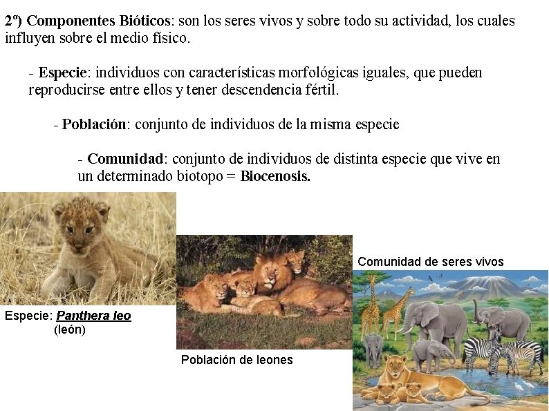 2º) Componentes Bióticos: son los seres vivos y sobre todo su actividad, los cuales