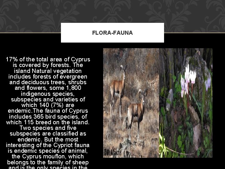 FLORA-FAUNA 17% of the total area of Cyprus is covered by forests. The island