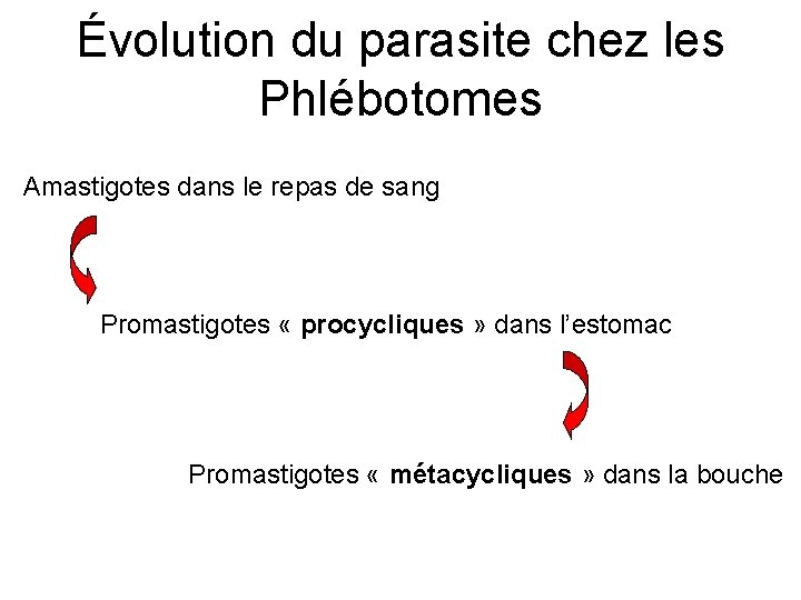 Évolution du parasite chez les Phlébotomes Amastigotes dans le repas de sang Promastigotes «