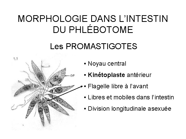 MORPHOLOGIE DANS L’INTESTIN DU PHLÉBOTOME Les PROMASTIGOTES • Noyau central • Kinétoplaste antérieur •