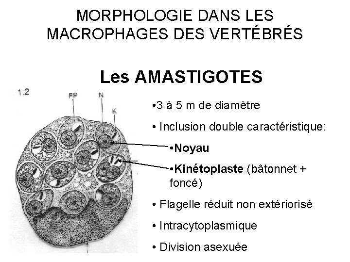 MORPHOLOGIE DANS LES MACROPHAGES DES VERTÉBRÉS Les AMASTIGOTES • 3 à 5 m de