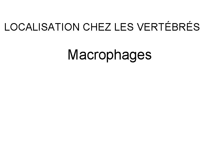 LOCALISATION CHEZ LES VERTÉBRÉS Macrophages 