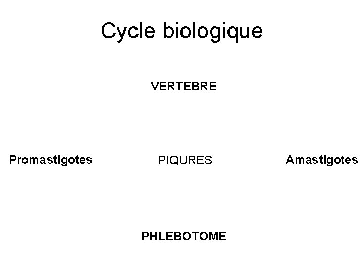 Cycle biologique VERTEBRE Promastigotes PIQURES PHLEBOTOME Amastigotes 