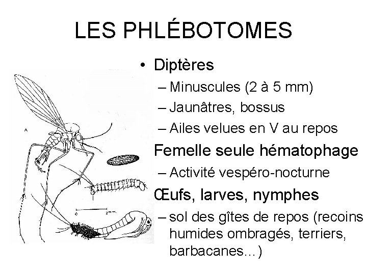 LES PHLÉBOTOMES • Diptères – Minuscules (2 à 5 mm) – Jaunâtres, bossus –