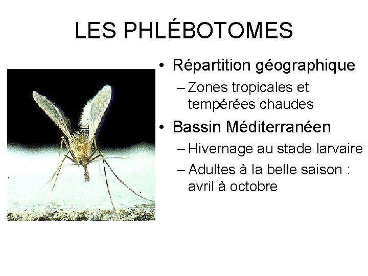 LES PHLÉBOTOMES • Répartition géographique – Zones tropicales et tempérées chaudes • Bassin Méditerranéen