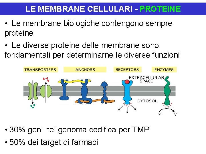 LE MEMBRANE CELLULARI - PROTEINE • Le membrane biologiche contengono sempre proteine • Le