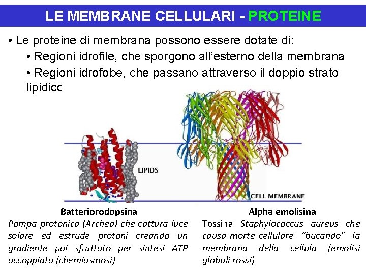 LE MEMBRANE CELLULARI - PROTEINE • Le proteine di membrana possono essere dotate di: