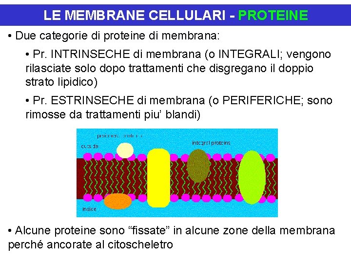 LE MEMBRANE CELLULARI - PROTEINE • Due categorie di proteine di membrana: • Pr.