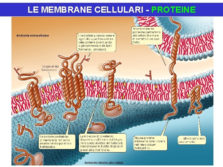 LE MEMBRANE CELLULARI - PROTEINE 