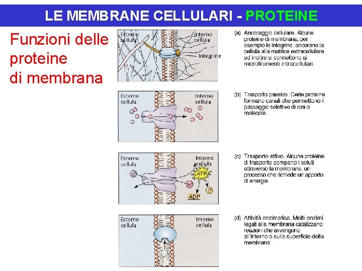 LE MEMBRANE CELLULARI - PROTEINE Funzioni delle proteine di membrana 