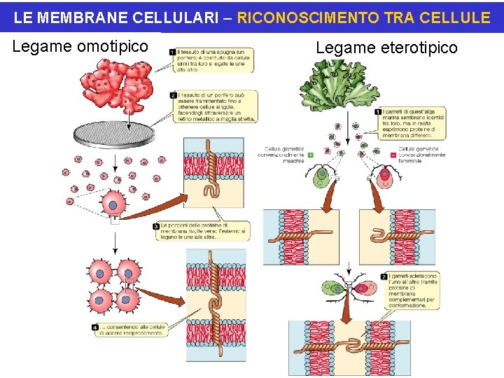 LE MEMBRANE CELLULARI – RICONOSCIMENTO TRA CELLULE Legame omotipico Legame eterotipico 