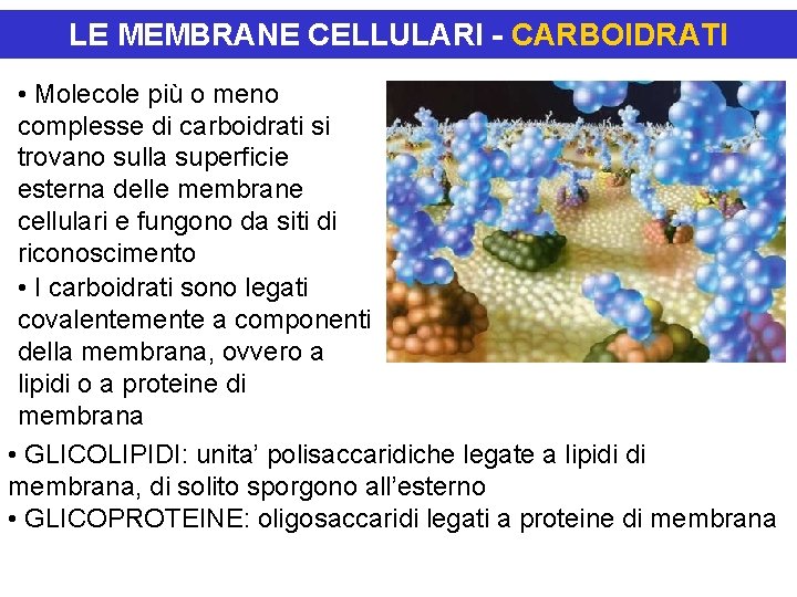 LE MEMBRANE CELLULARI - CARBOIDRATI • Molecole più o meno complesse di carboidrati si